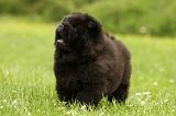 CHOW CHOW 565